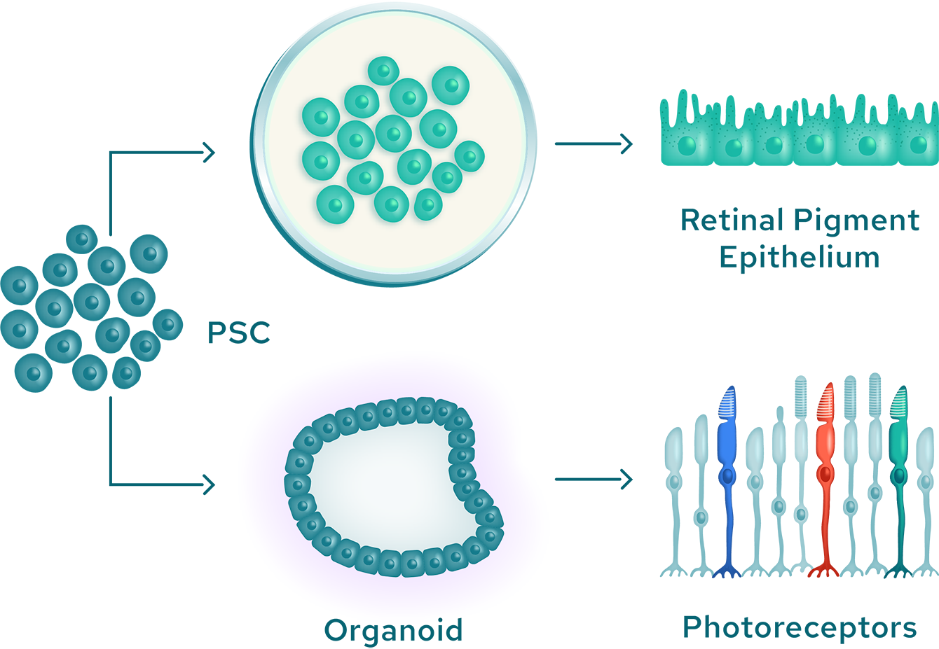 Differentiation into specialized ocular cells