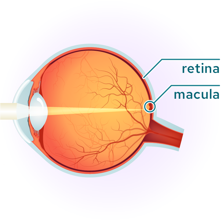 Retina and Macula